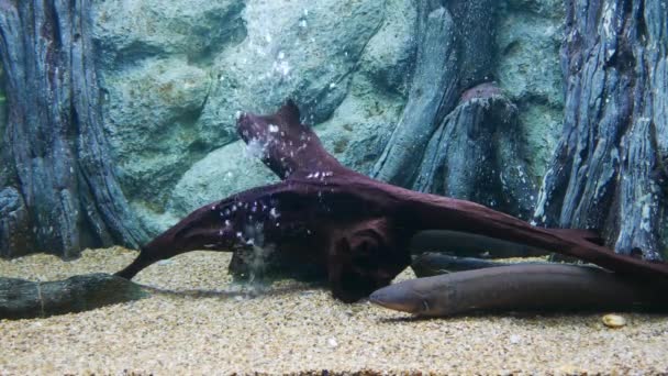 Schöne Fische Aquarium Auf Der Dekoration Von Wasserpflanzen Hintergrund Ein — Stockvideo