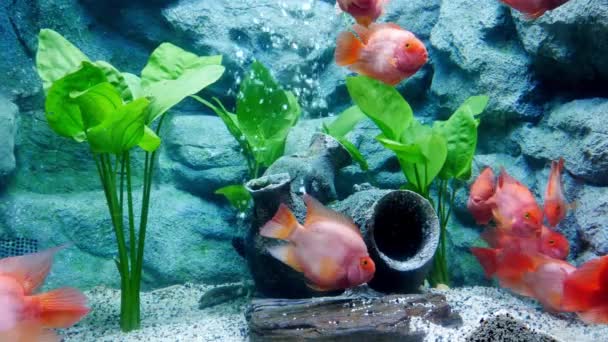 Mooie Vissen Het Aquarium Aan Decoratie Van Aquatische Planten Achtergrond — Stockvideo