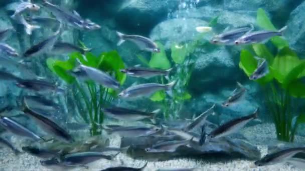 美丽的鱼在水族箱上装饰水生植物的背景 鱼缸里的五彩鱼 — 图库视频影像