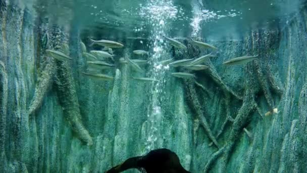 美丽的鱼在水族箱上装饰水生植物的背景 鱼缸里的五彩鱼 — 图库视频影像