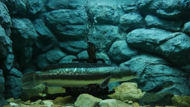 Schöne Fische Aquarium Auf Der Dekoration Von Wasserpflanzen Hintergrund Ein — Stockvideo