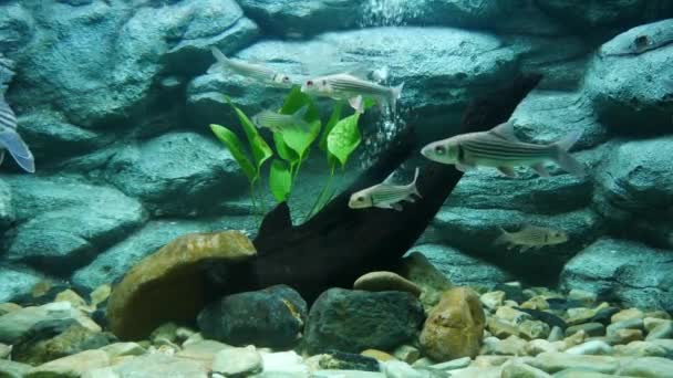 Hermosos Peces Acuario Decoración Fondo Plantas Acuáticas Pez Colorido Pecera — Vídeo de stock