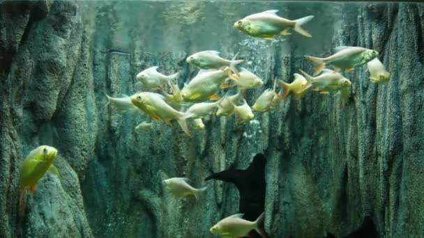 Mooie Vissen Het Aquarium Aan Decoratie Van Aquatische Planten Achtergrond — Stockvideo