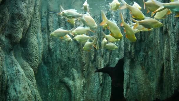 Krásné Ryby Akváriu Zdobení Vodních Rostlin Pozadí Barevné Ryby Akváriu — Stock video