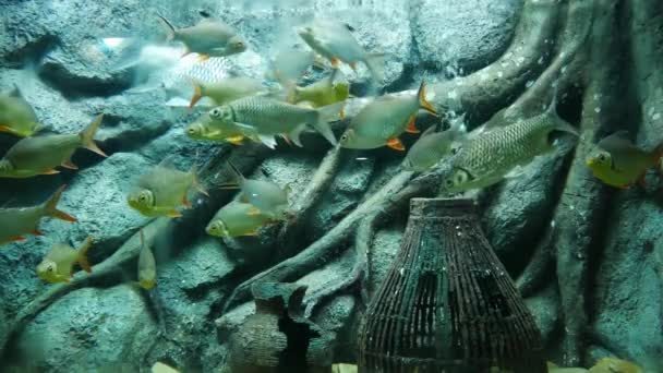 Hermosos Peces Acuario Decoración Fondo Plantas Acuáticas Pez Colorido Pecera — Vídeo de stock