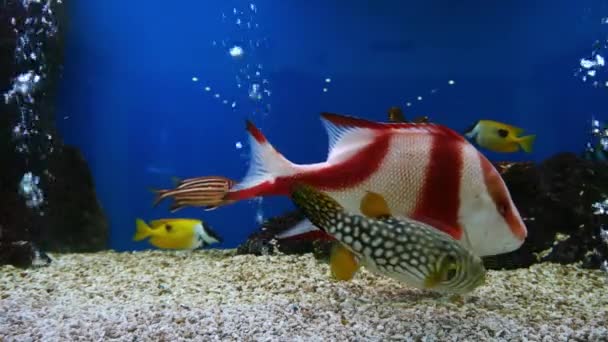 Bei Pesci Nell Acquario Decorazione Sfondo Piante Acquatico Pesce Colorato — Video Stock