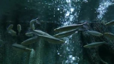 Akvaryumdaki su bitkilerinin dekorasyonu üzerine çok güzel bir balık..