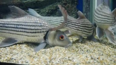 Akvaryumdaki su bitkilerinin dekorasyonu üzerine çok güzel bir balık..