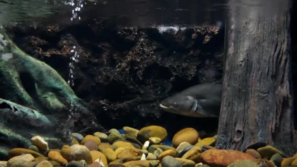Όμορφα Ψάρια Στο Ενυδρείο Στη Διακόσμηση Των Υδρόβιων Φυτών Φόντο — Αρχείο Βίντεο