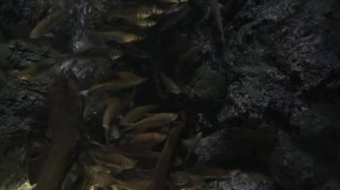 Güzel balık içinde belgili tanımlık akvaryum dekorasyon su üzerinde arka plan bitki. Renkli balık balık tank.