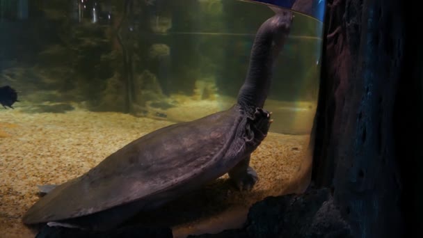 Egy Harapós Teknős Soft Shelled Teknős Akváriumban — Stock videók