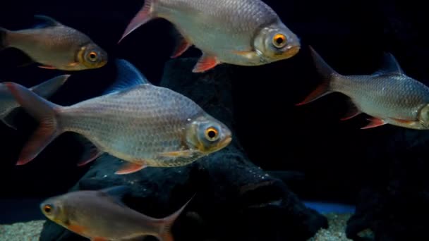 Schöne Fische Aquarium Auf Der Dekoration Von Wasserpflanzen Hintergrund Ein — Stockvideo