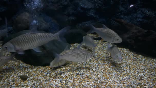 Mooie Vissen Het Aquarium Aan Decoratie Van Aquatische Planten Achtergrond — Stockvideo