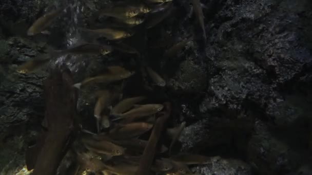 Hermosos Peces Acuario Decoración Fondo Plantas Acuáticas Pez Colorido Pecera — Vídeo de stock