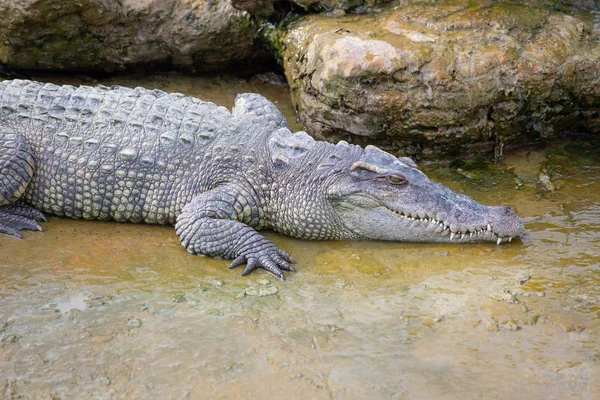 Dangerous Crocodile Thai Crocodile Farm — Stock Photo, Image