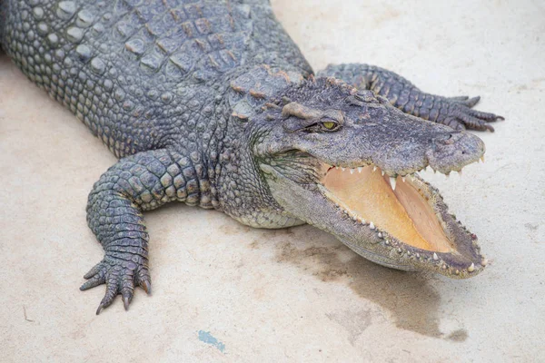 Dangerous Crocodile Thai Crocodile Farm — Stock Photo, Image