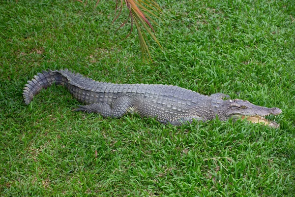 Nebezpečný Krokodýl Thajská Krokodýlí Farma — Stock fotografie