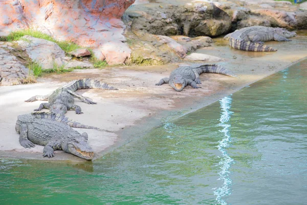 Dangerous Crocodile Thai Crocodile Farm — Stock Photo, Image