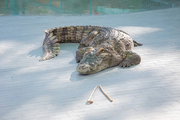Dangerous Crocodile Thai Crocodile Farm — Stock Photo, Image
