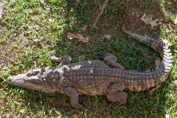 Crocodile Dangereux Dans Ferme Thaïlandaise Crocodile — Photo