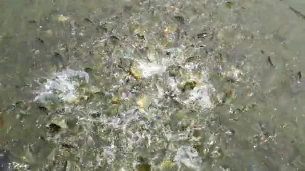 池塘里的鱼吃食物 — 图库视频影像