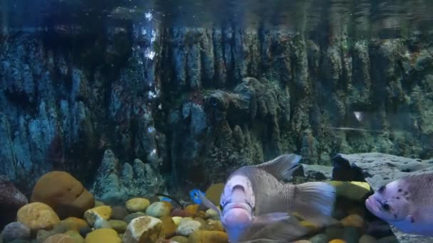 Schöne Fische Aquarium Auf Der Dekoration Von Wasserpflanzen Hintergrund Ein — Stockvideo