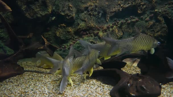 Vacker Fisk Akvariet Dekoration Vattenlevande Växter Bakgrund Färgglada Fiskar Akvarium — Stockvideo