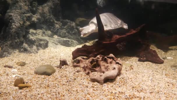 Żółw Jaszczurowaty Miękkiej Skorupie Turtle Akwarium — Wideo stockowe