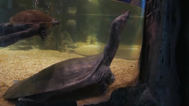 Kura Kura Snapping Kura Kura Bercangkang Lembut Dalam Tangki Ikan — Stok Video