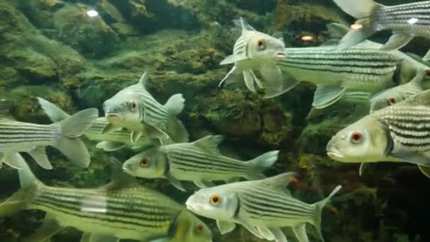 美丽的鱼在水族箱上装饰水生植物的背景 鱼缸里的五彩鱼 — 图库视频影像