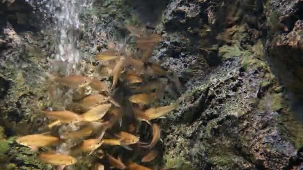 Schöne Fische Aquarium Auf Der Dekoration Von Wasserpflanzen Hintergrund Ein — Stockvideo