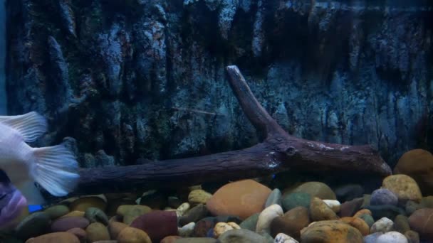 Mooie Vissen Het Aquarium Aan Decoratie Van Aquatische Planten Achtergrond — Stockvideo