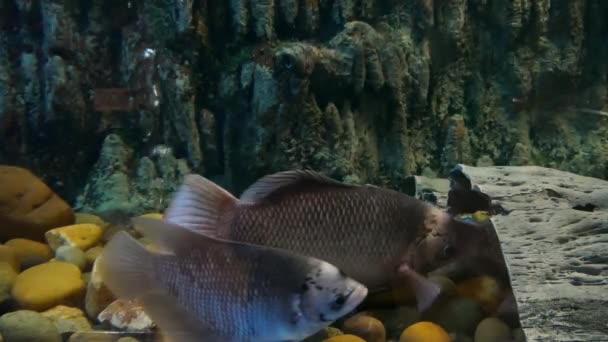 美丽的鱼在水族箱上装饰水生植物的背景 鱼缸里的五彩鱼 — 图库视频影像