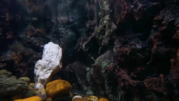 Όμορφο Ενυδρείο Διακόσμηση Και Μηχάνημα Οξυγόνου Δεξαμενή Ψαριών — Αρχείο Βίντεο