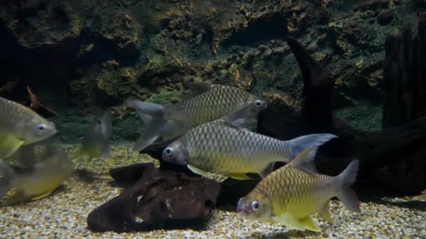 美丽的鱼在水族箱上装饰水生植物的背景 鱼缸里的五彩鱼 — 图库视频影像