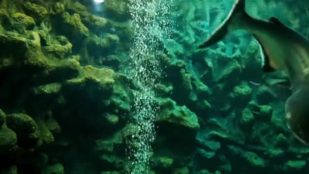 Mooie Vissen Het Aquarium Aan Decoratie Van Aquatische Planten Achtergrond — Stockvideo