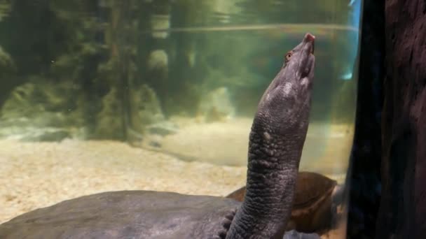Μια Σπάζοντας Απότομα Χελώνα Χελώνα Soft Shelled Δεξαμενή Ψαριών — Αρχείο Βίντεο
