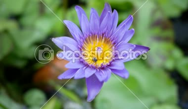 Mor bir lotus güzel çiçek türü biridir.