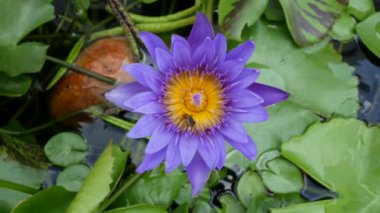 Mor bir lotus güzel çiçek türü biridir.