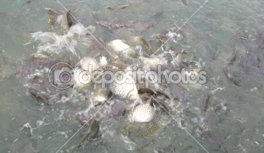 Balık yemek yeme gölet.