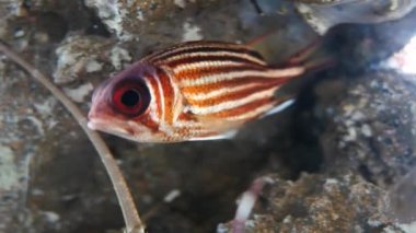 Güzel balık içinde belgili tanımlık akvaryum dekorasyon su üzerinde arka plan bitki. Fish tank renkli bir balık. Kırmızı pirana balığı.