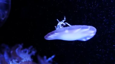 Yakın çekim denizanası, Medusa fish tank neon ışık ile. Denizanası genellikle saydamdır ve tentacles kenarına etrafında batma jellylike bell - veya daire biçimli bir vücut ile free-swimming deniz coelenterate olduğunu.