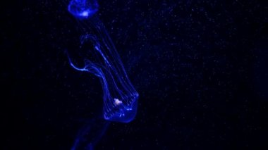 Yakın çekim denizanası, Medusa fish tank neon ışık ile. Denizanası genellikle saydamdır ve tentacles kenarına etrafında batma jellylike bell - veya daire biçimli bir vücut ile free-swimming deniz coelenterate olduğunu.