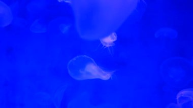 Yakın çekim denizanası, Medusa fish tank neon ışık ile. Denizanası genellikle saydamdır ve tentacles kenarına etrafında batma jellylike bell - veya daire biçimli bir vücut ile free-swimming deniz coelenterate olduğunu.