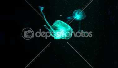 Yakın çekim denizanası, Medusa fish tank neon ışık ile. Denizanası genellikle saydamdır ve tentacles kenarına etrafında batma jellylike bell - veya daire biçimli bir vücut ile free-swimming deniz coelenterate olduğunu.