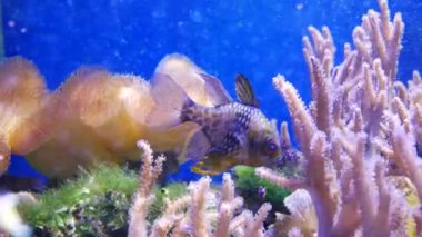 Balık ve mercan ile sualtı dünyasında güzel deniz çiçek.