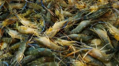 Deniz karides deniz ürünleri piyasada.