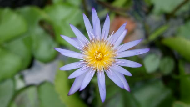 Purple Lotus One Beautiful Flower Type — Stock Video