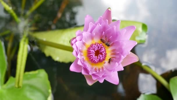 Loto Púrpura Uno Los Hermosos Tipos Flores — Vídeo de stock