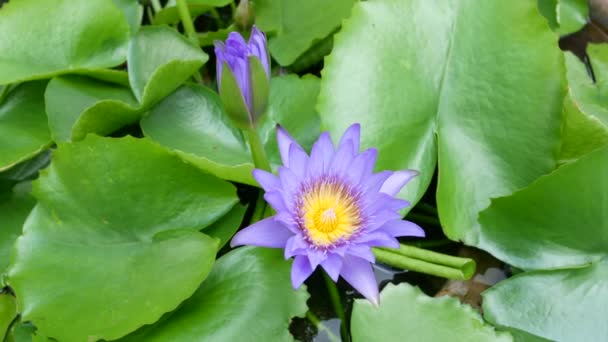 Lotus Violet Est Des Beaux Types Fleurs — Video